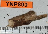 Dasyscyphus bicolor image