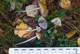 Hypholoma marginatum image