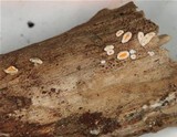 Dasyscyphus bicolor image