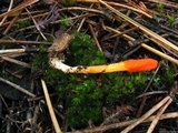 Cordyceps militaris image