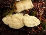 Postia undosa image