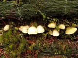 Postia undosa image