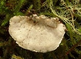 Postia undosa image