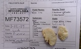 Postia undosa image