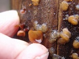 Dacryopinax elegans image