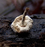 Lentinus tigrinus image