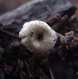 Lentinus tigrinus image