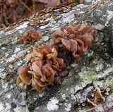 Phaeotremella frondosa image
