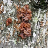 Phaeotremella frondosa image
