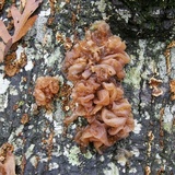Phaeotremella frondosa image