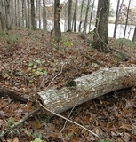 Phaeotremella frondosa image