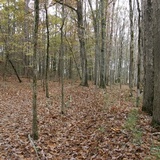 Phaeotremella frondosa image