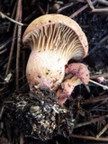 Chroogomphus rutilus image