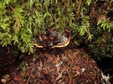 Fomitopsis mounceae image
