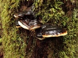 Fomitopsis mounceae image