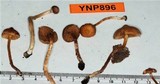 Pachylepyrium carbonicola image