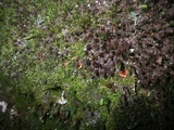 Neottiella vivida image