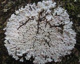 Physcia clementei image