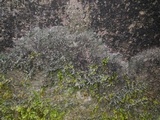 Bilimbia sabuletorum image