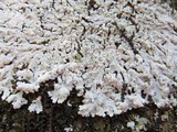 Physcia clementei image