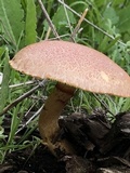 Gymnopilus luteofolius image
