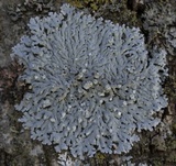 Physcia americana image