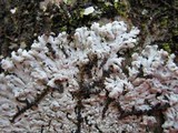 Physcia clementei image