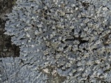 Physcia americana image