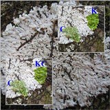 Physcia clementei image