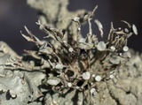 Ramalina americana image