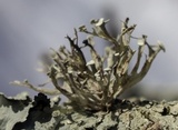 Ramalina americana image