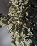 Ramalina americana image