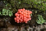 Arcyria ferruginea image