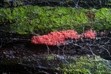 Arcyria ferruginea image