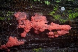 Arcyria ferruginea image