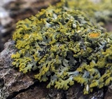 Xanthoria ulophyllodes image