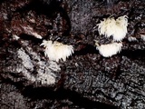 Mucronella pendula image