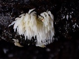 Mucronella pendula image
