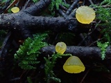Heterotextus luteus image