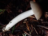 Hygrophorus subaromaticus image