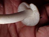 Hygrophorus subaromaticus image
