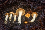 Cuphophyllus pratensis image