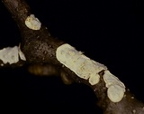 Eichleriella macrospora image