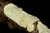 Eichleriella macrospora image