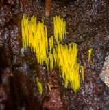 Mucronella flava image