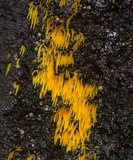 Mucronella flava image