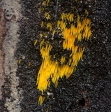 Mucronella flava image