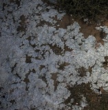 Lepraria membranacea image