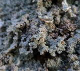 Lepraria membranacea image
