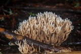 Lentaria pinicola image